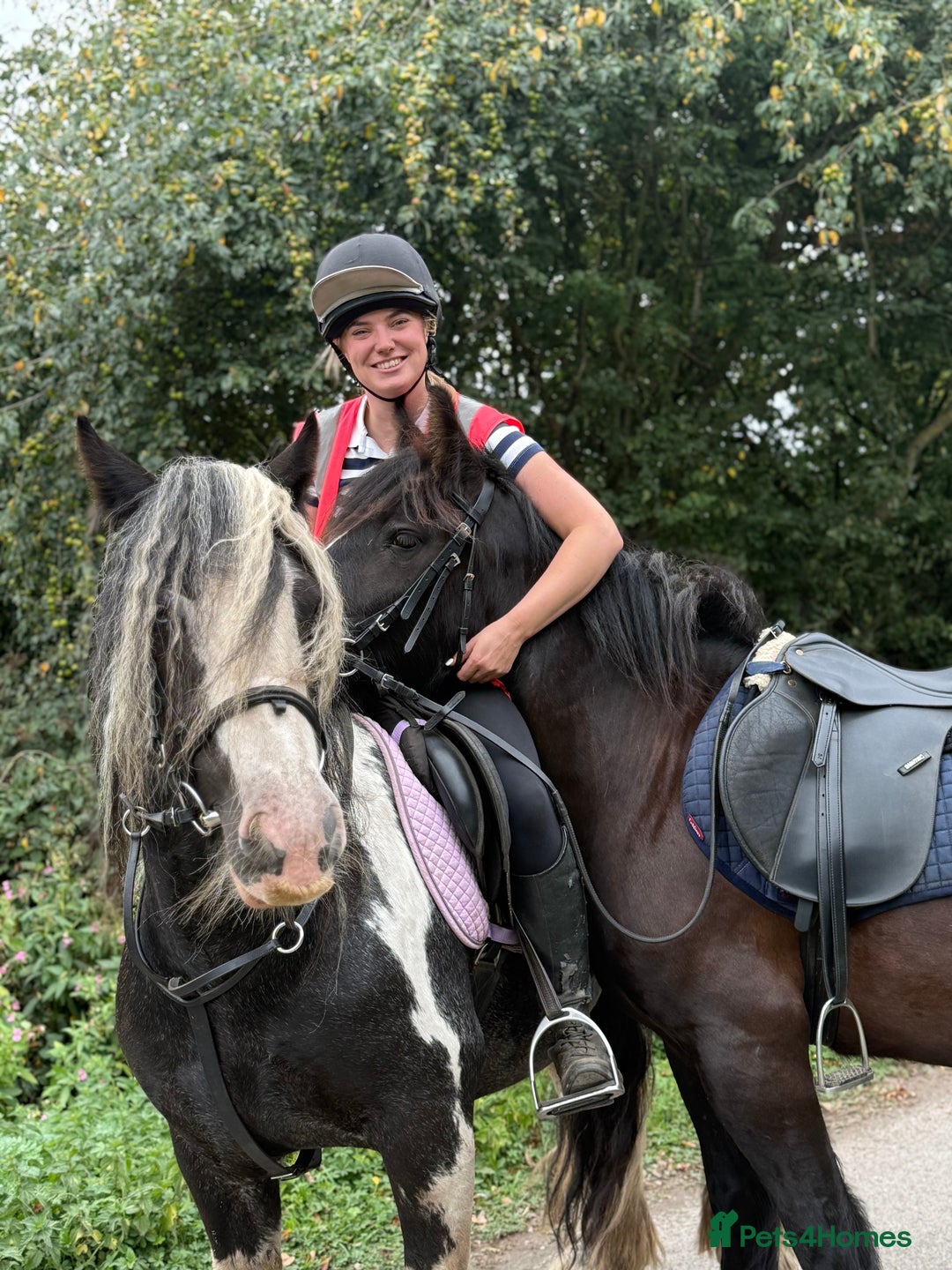 Irish Cob horses for sale: 13.1 Cob Mare - Your Child’s next Best Friend! 🩷 - Image 4