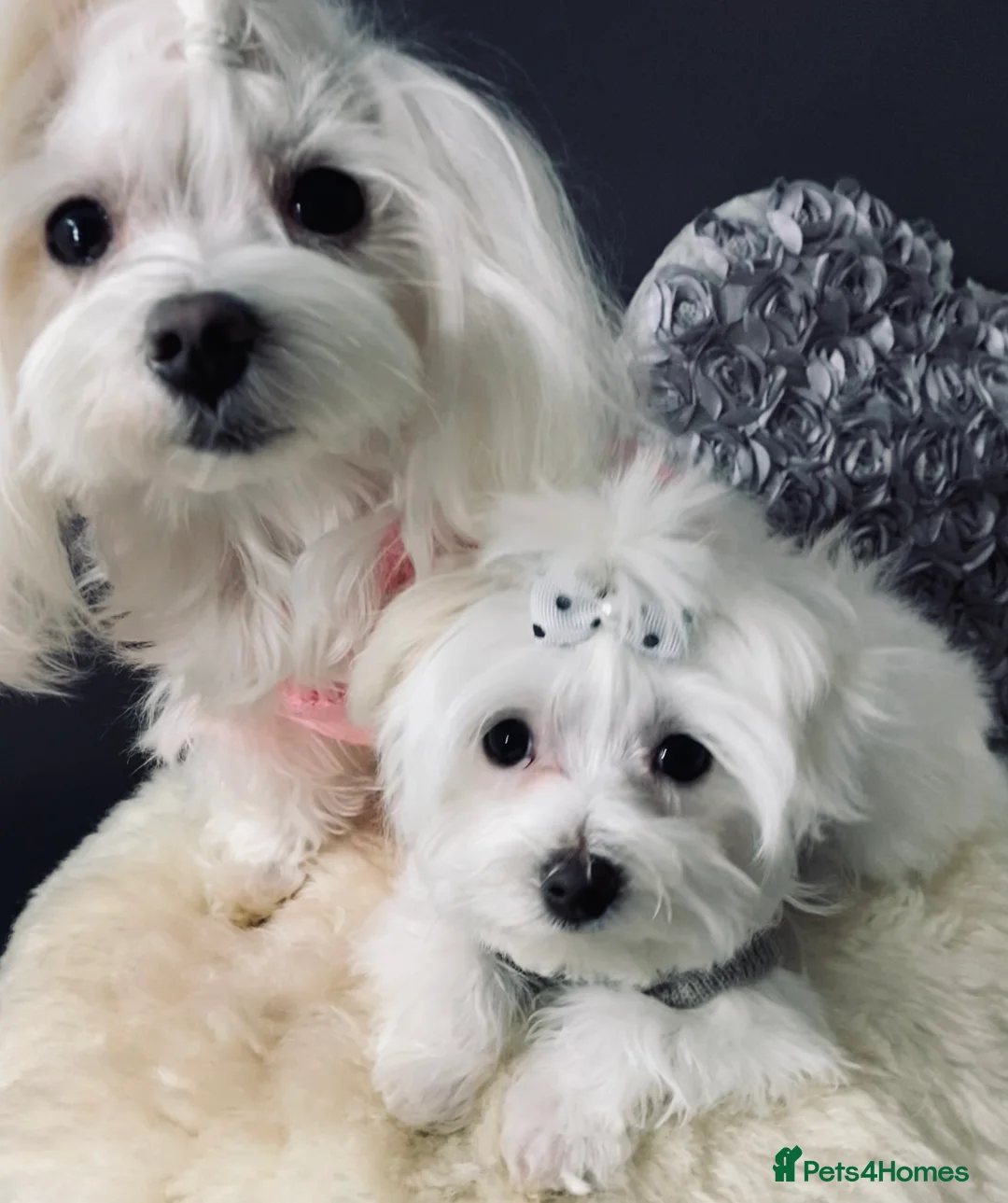 Maltese dogs for sale: ✨ Outstanding KC korean Maltese Puppies ✨ - Advert 7