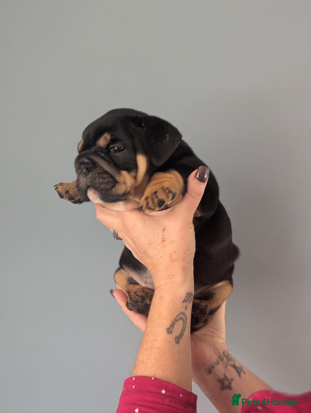 English Bulldog dogs for sale: English Bulldog Puppies - Image 2