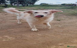 Labrador Retriever dogs for adoption: Bubi! - Image 3