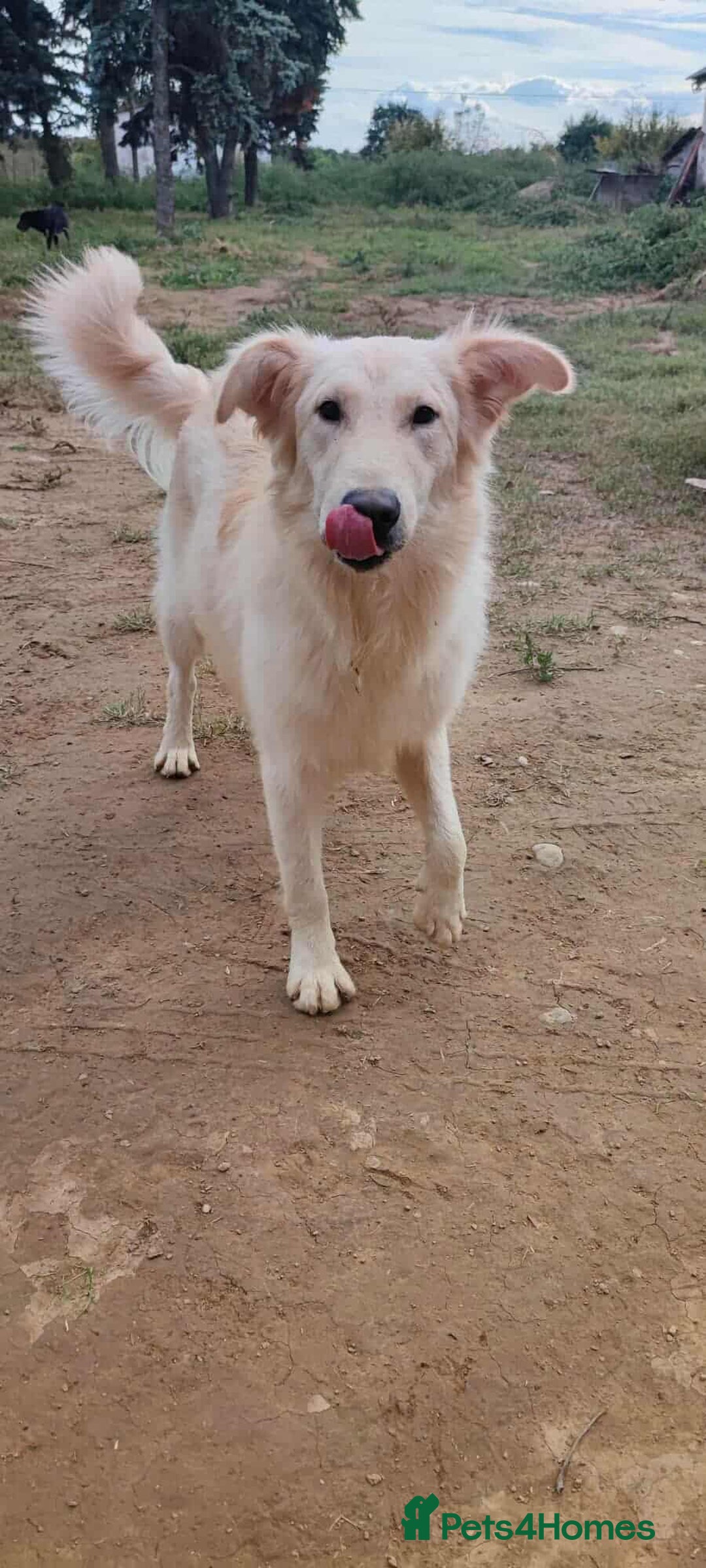 Labrador Retriever dogs for adoption: Bubi! - Image 3