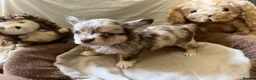 Chihuahua dogs for sale: Chihuahua puppies with blue and green eyes 2 m & 2 - Advert 28