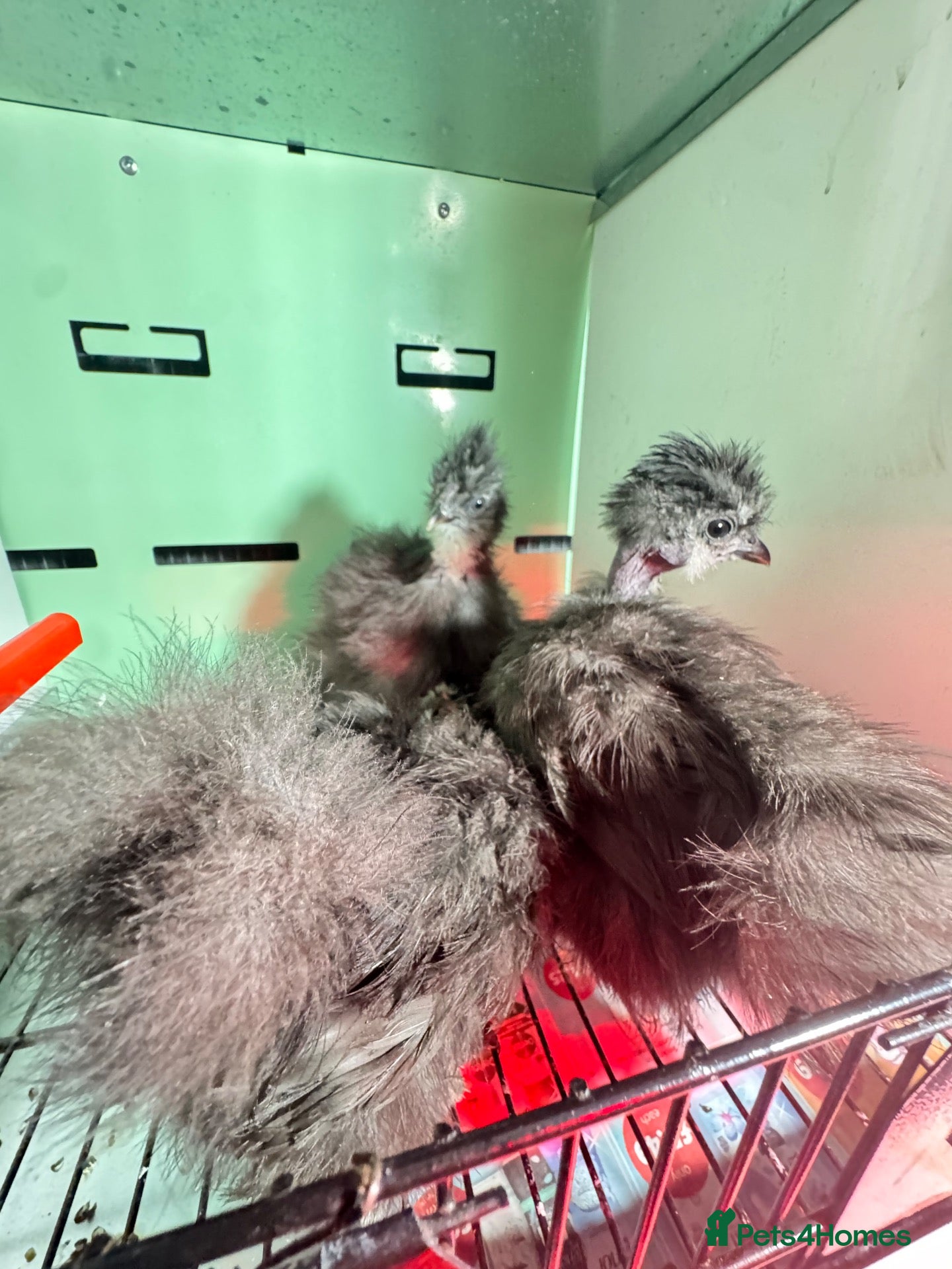 Chickens poultry USA silkie Chickens  - Advert 3