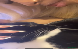 British Shorthair cats for sale: Male Tuxedo Kitten- Sale Lei/london - Image 6