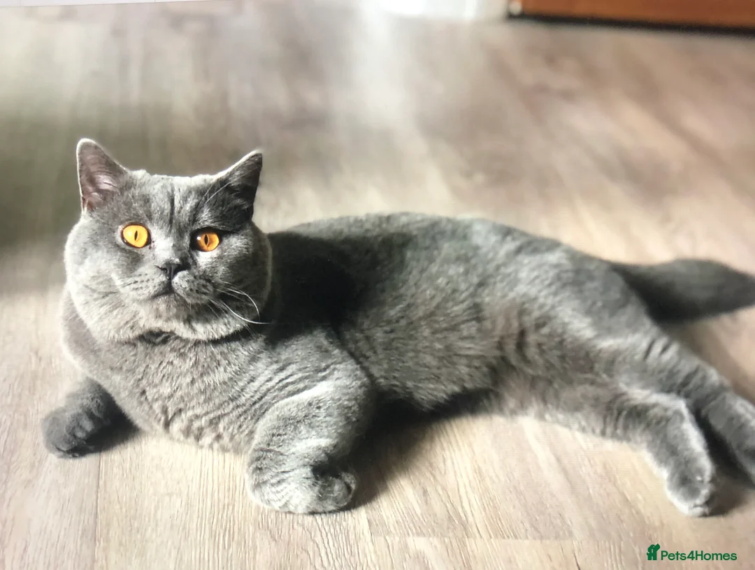 British Shorthair cats for stud: Blue colour BSH Champion Line GCCF stud  in London - Advert 4