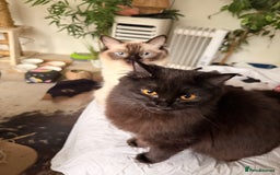 Ragdoll cats for sale: Beautiful Dolls  - Advert 4