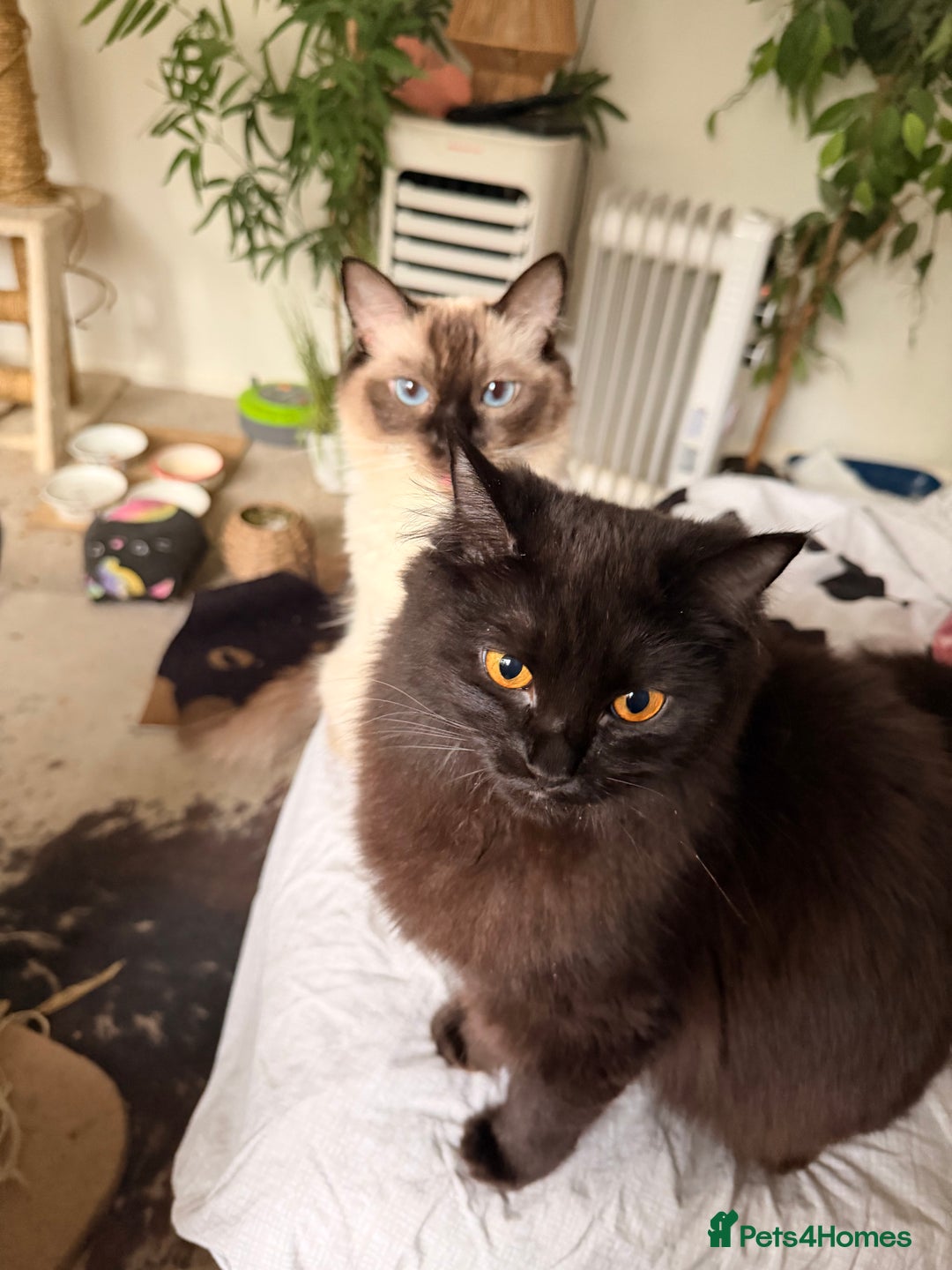 Ragdoll cats for sale: Beautiful Dolls  - Advert 4