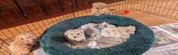 Maltipoo dogs for sale: Stunning Toy Maltipoo Puppies  - Advert 15
