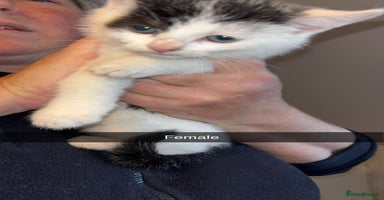 Domestic Shorthair cats - Advert 2