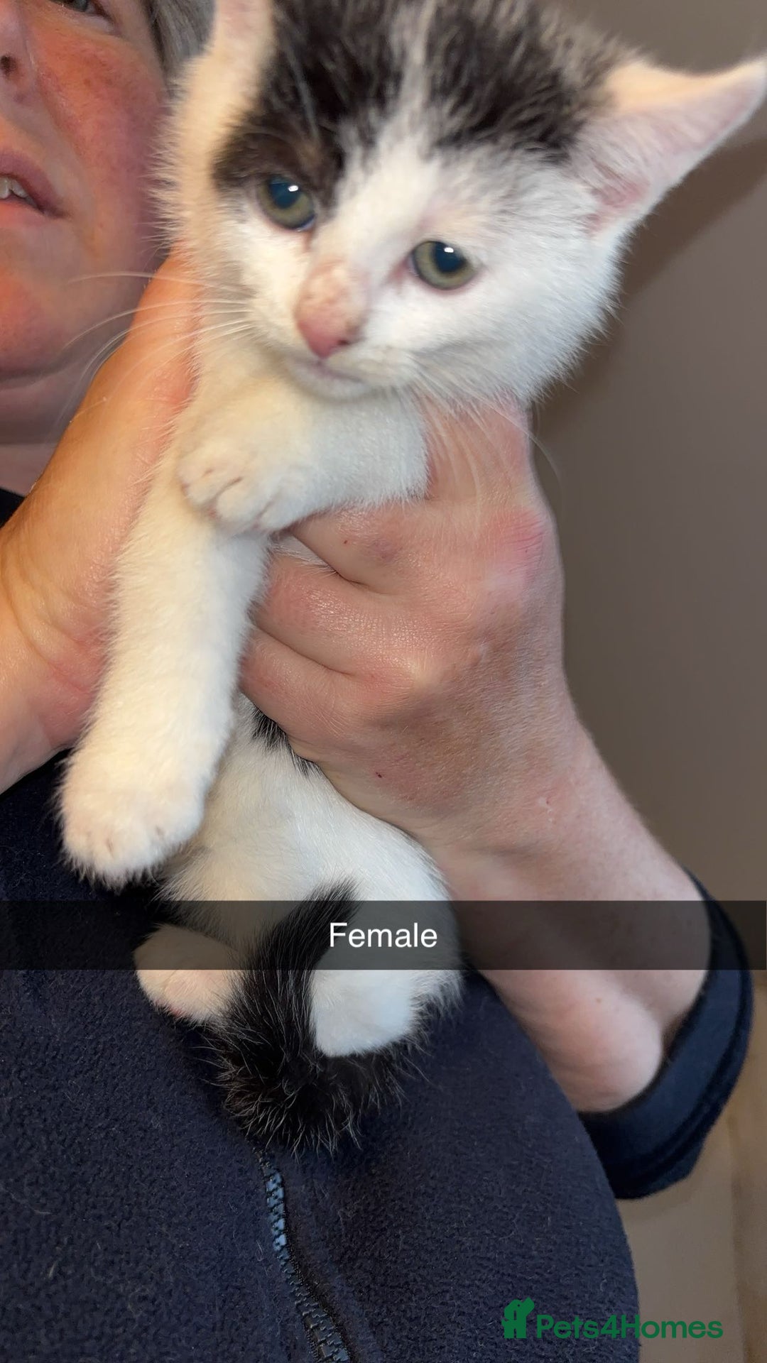Domestic Shorthair cats for sale: 7 beautiful baby’s ready to go now - Image 3