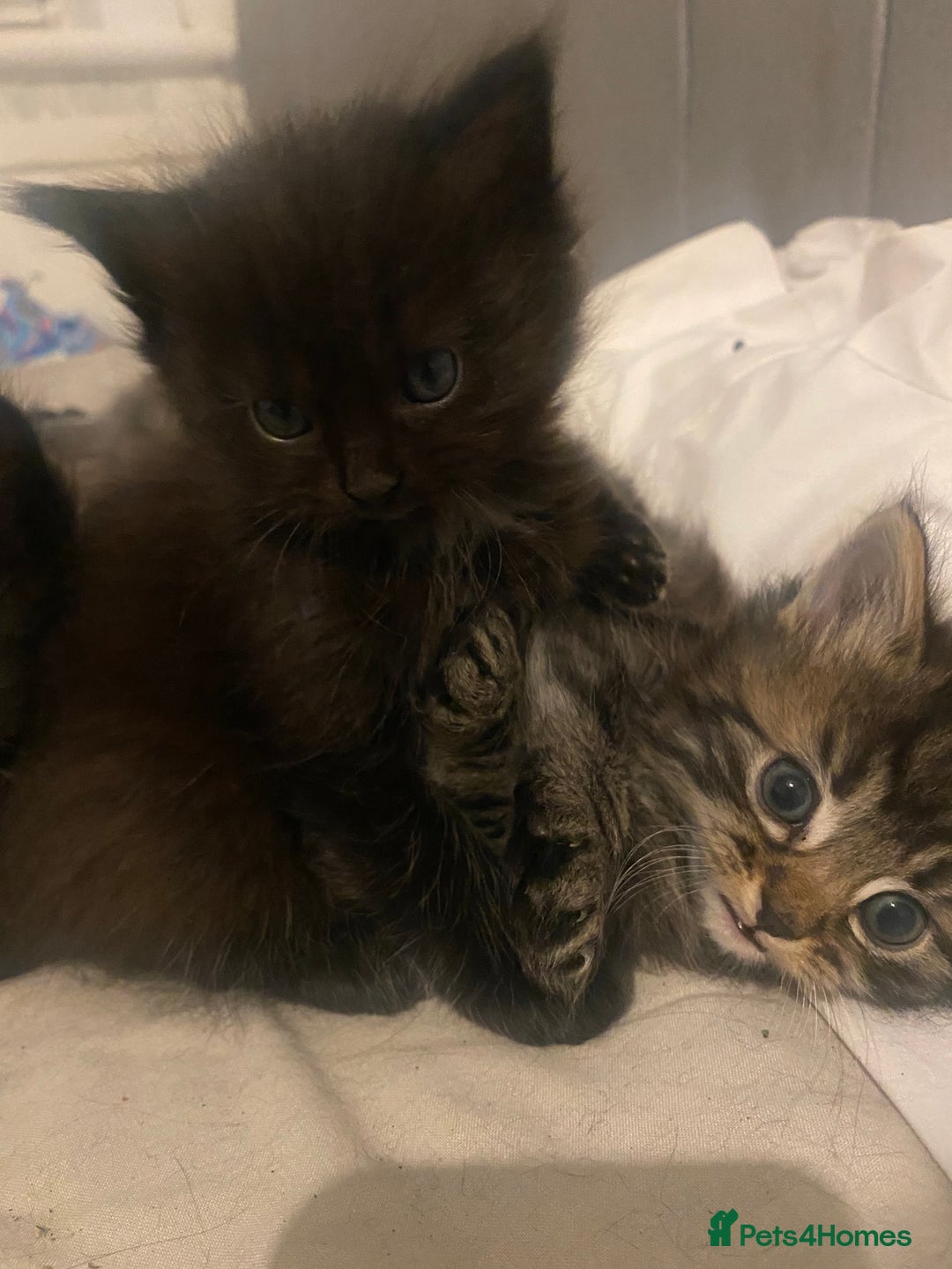 Mixed Breed cats for sale: beautiful kittens for sale *1 left* - Advert 3