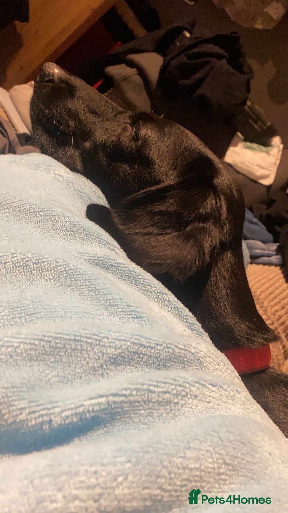 Mixed Breed dogs Two beautiful labox puppies in Queenborough - Advert 1