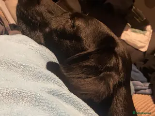 Mixed Breed dogs Two beautiful labox puppies in Queenborough - Advert 1