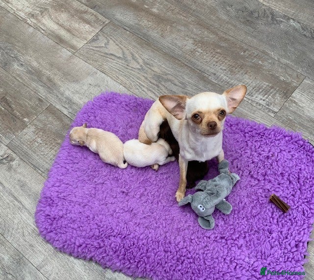 Chihuahua dogs 5* LICENSED. Gorgeous KC Chihuahua GIRLS - Advert 2
