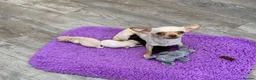 Chihuahua dogs for sale: 5* LICENSED. Gorgeous KC Chihuahua GIRLS - Advert 3