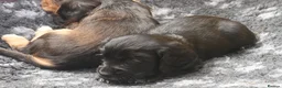 Cocker Spaniel dogs for sale: 2 goldens & 1 black & white cocker spaniel puppies - Advert 26