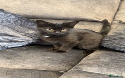 American Shorthair cats for sale: 3 Tabby kittens and 1 bombay kitten - Image 6