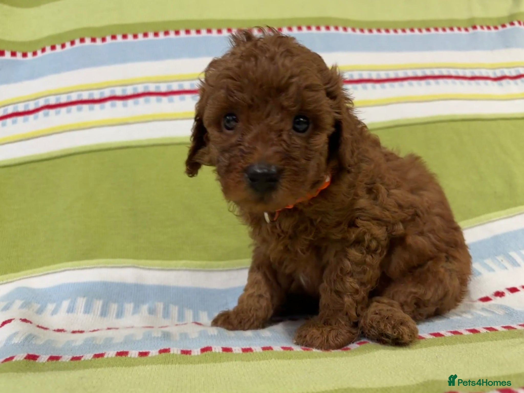 Toy Poodle dogs for sale: KC REGISTERED toy poodle puppies - Advert 4