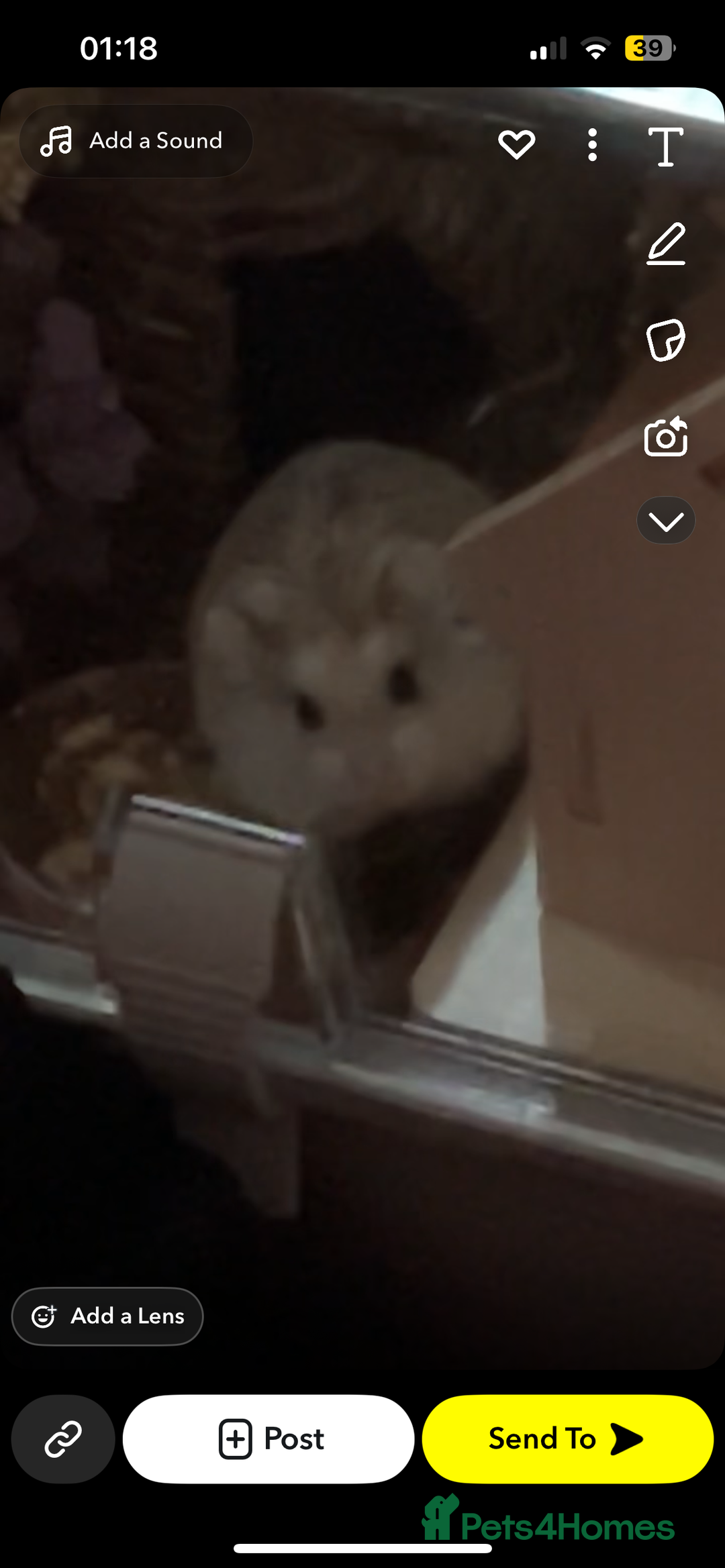 Hamster rodents for sale: Robin hamster with 100x50x50cm cage - Advert 4