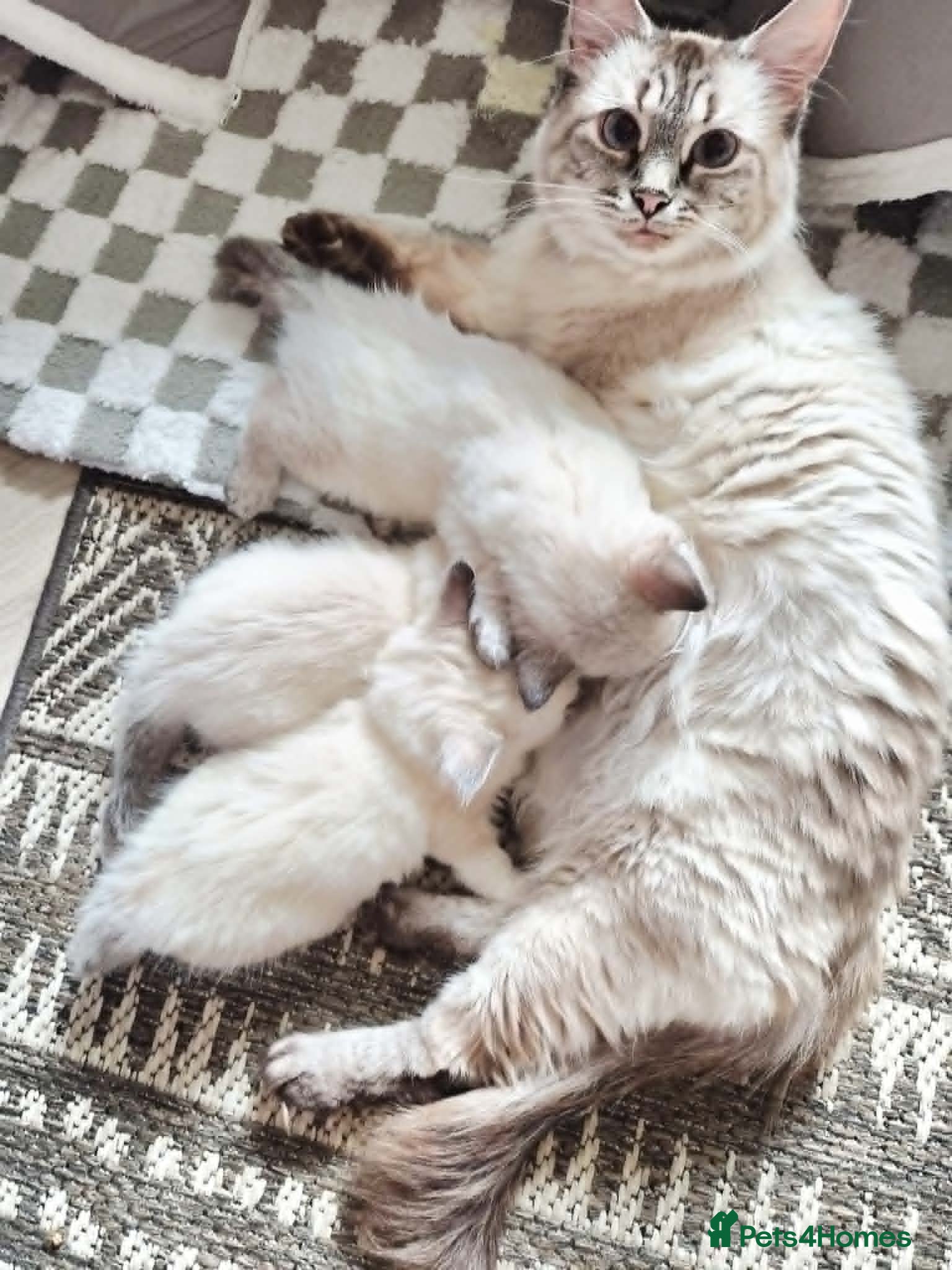 Ragdoll cats for sale:  Ragdoll Kittens –  - Advert 1