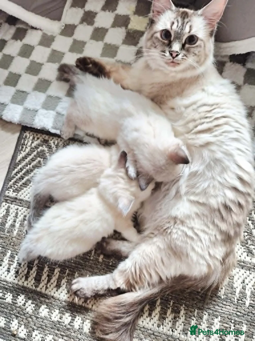 Ragdoll cats for sale:  Ragdoll Kittens –  - Advert 1