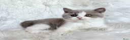 British Shorthair cats for sale: Gorgeous loving purr machines  - Advert 13