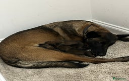 Belgian Shepherd Dog dogs for sale: Belgian Malinois puppies  - Image 2
