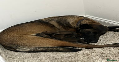 Belgian Shepherd Dog dogs - Advert 5