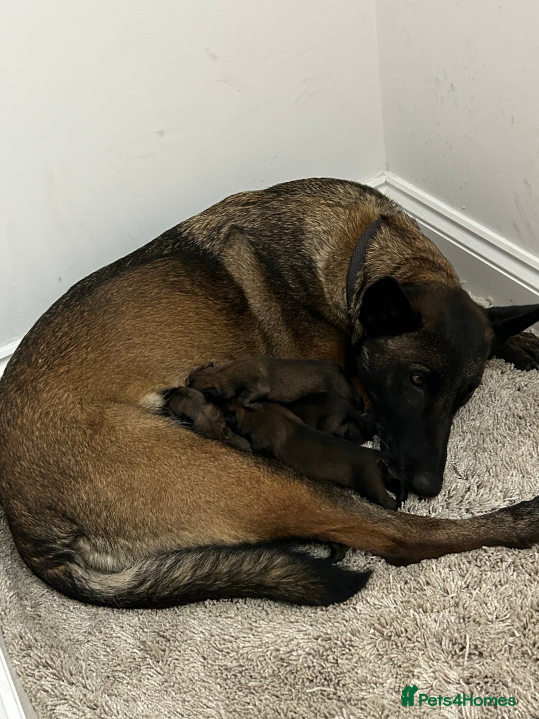 Belgian Shepherd Dog dogs for sale: Belgian Malinois puppies  - Image 2