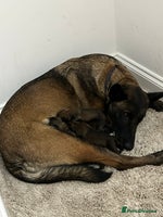 Belgian Shepherd Dog dogs - Advert 1