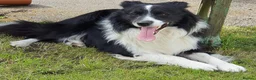 Border Collie dogs for sale: Stunning KC Reg Health Tested Border Collies - Advert 12