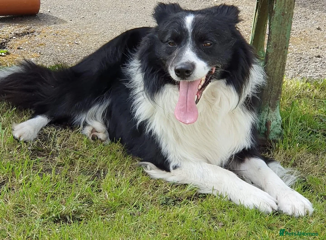 Border Collie dogs for sale: Stunning KC Reg Health Tested Border Collies - Advert 12
