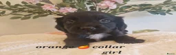 Sprocker dogs for sale:  Beautiful Sprocker puppies  in Pontypool - Advert 8