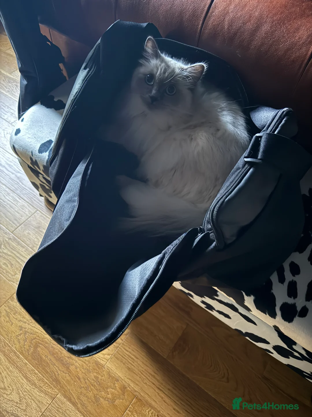 Ragdoll cats for sale: Pedigree Ragdoll in Much Wenlock - Advert 3