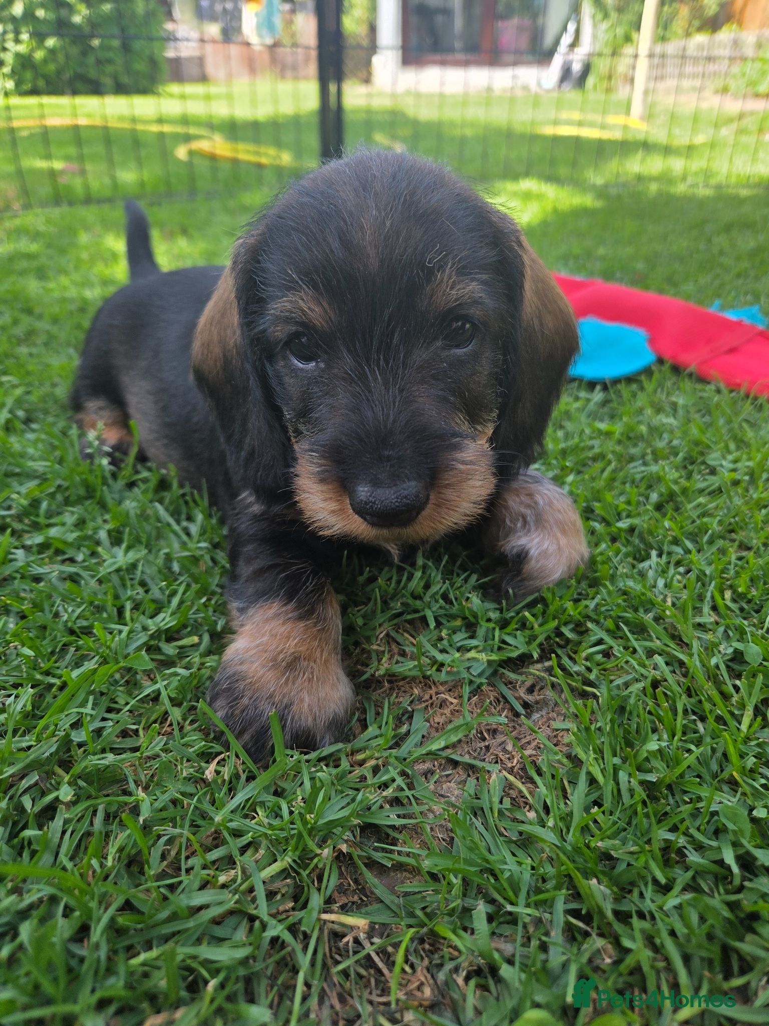 Dachshund dogs KC Fully health tested Wirehaired Dachshunds - Advert 16