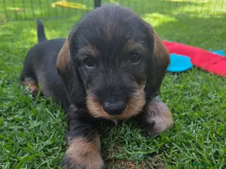 Dachshund dogs KC Fully health tested Wirehaired Dachshunds - Advert 4