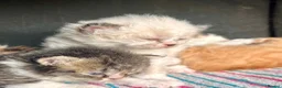 Selkirk Rex cats for sale: Beautiful Selkirk rex kitten  - Advert 20