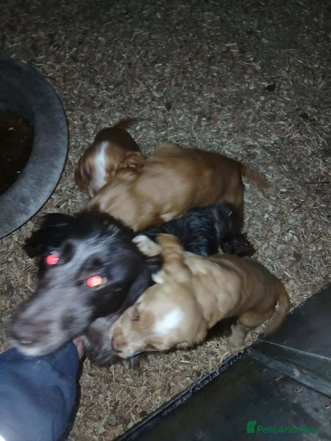Cocker Spaniel dogs for sale: Cocker spaniel puppy’s ready now!! - Advert 2