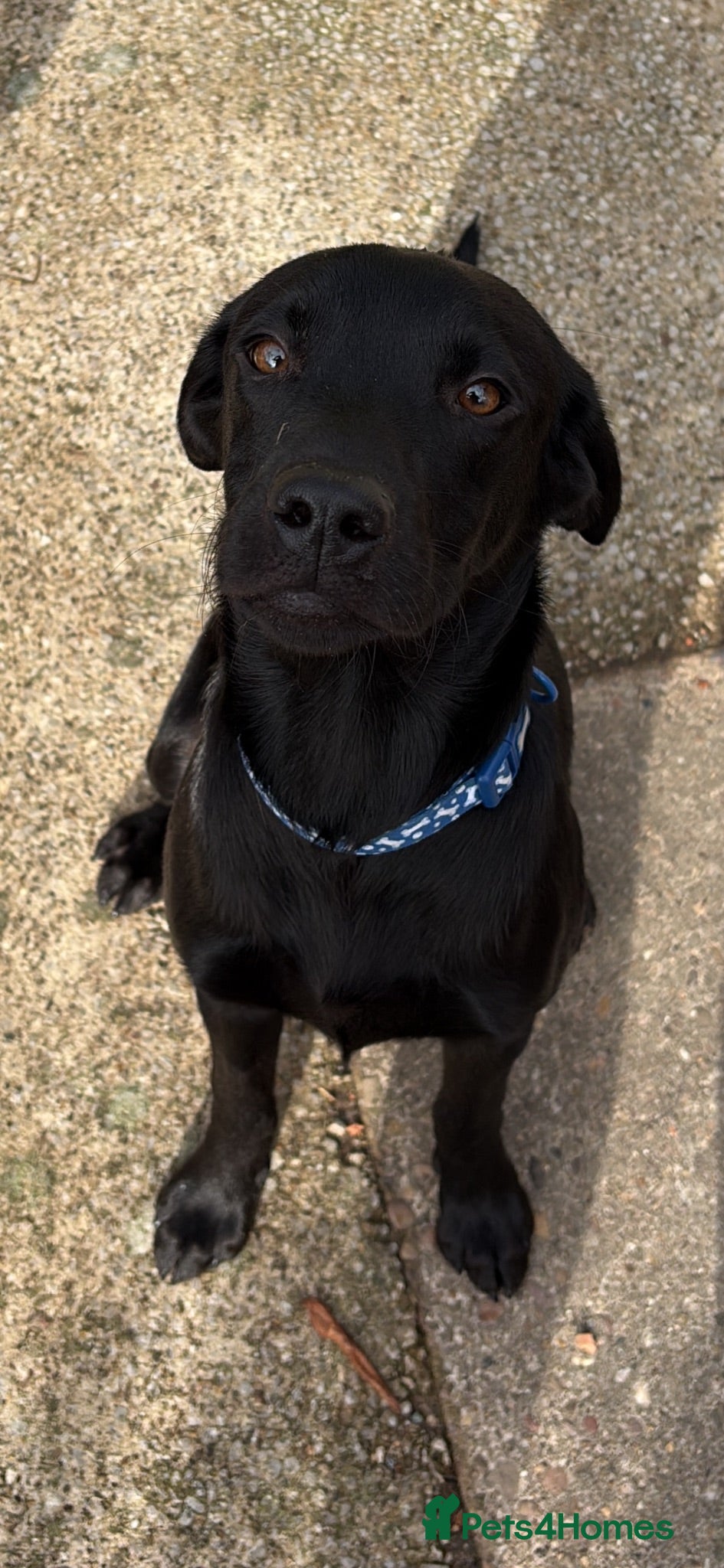 Labrador Retriever dogs Male Labrador Retriever 7 months old - Advert 2