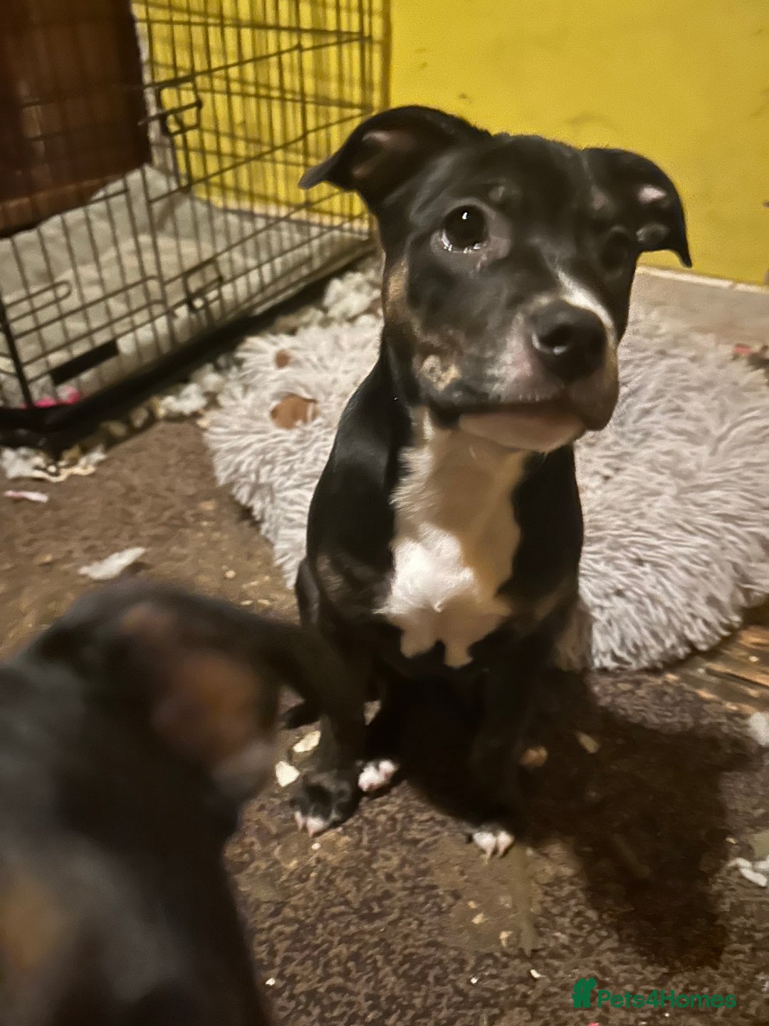 Mixed Breed dogs for sale: Beautiful little girl for rehoming  - Advert 3