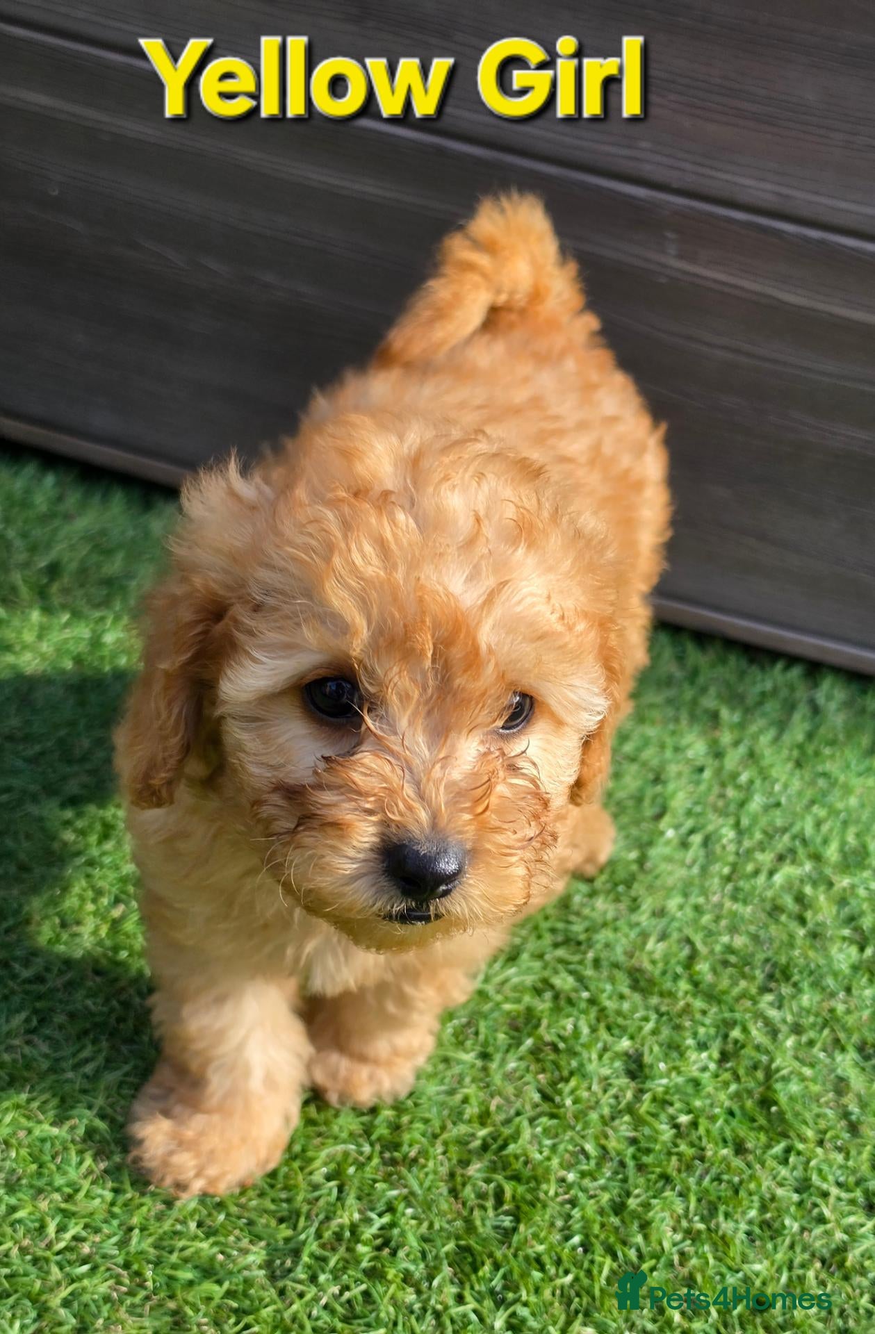 Maltipoo dogs Ready to leave 🐶2 left adorable maltipoos pups🐶 - Advert 10