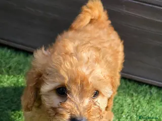 Maltipoo dogs Ready to leave 🐶2 left adorable maltipoos pups🐶 - Advert 10