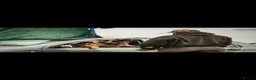 Belgian Shepherd Dog dogs for sale: Belgian Malinois puppies  in Hull - Advert 15