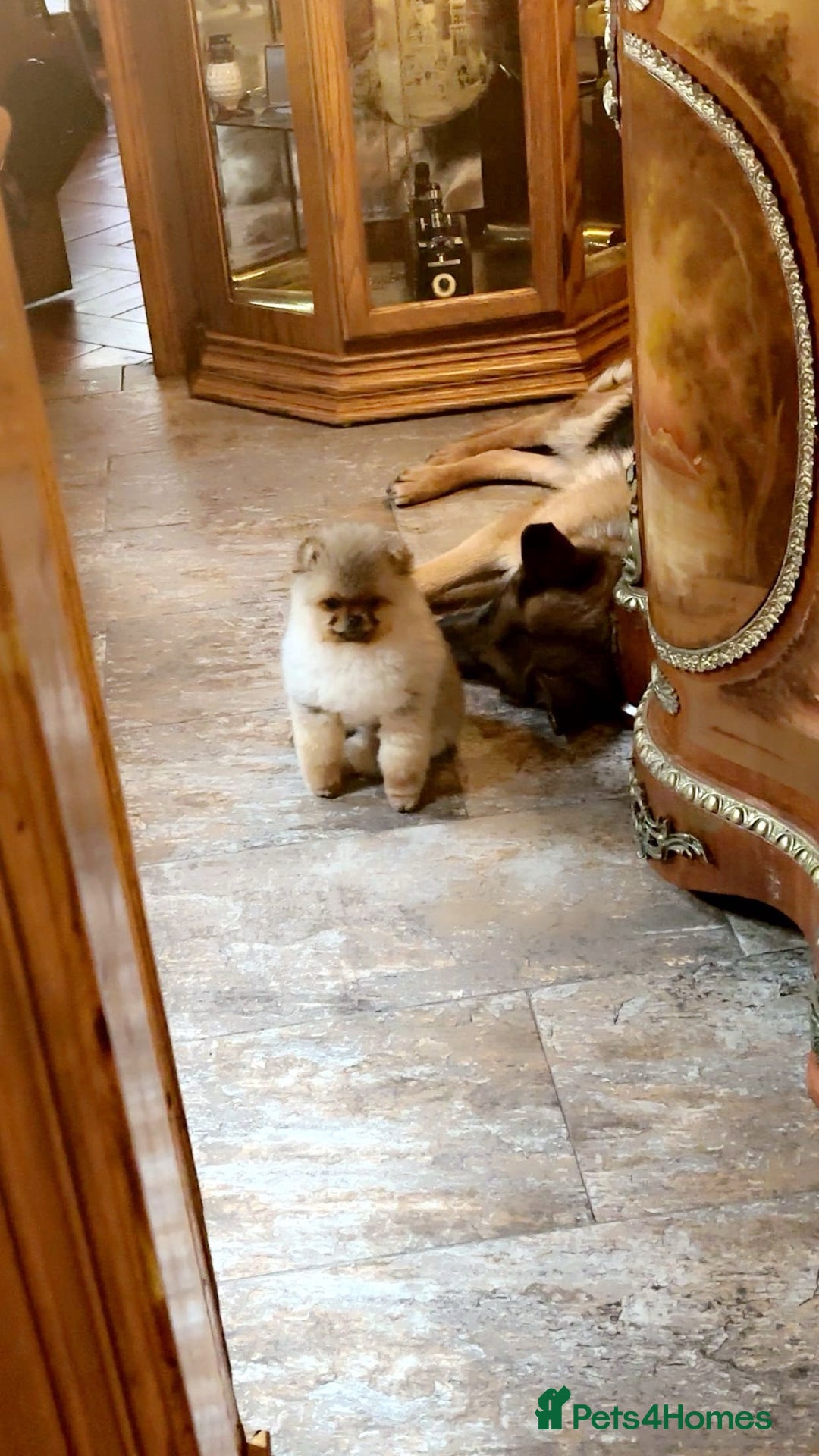 Pomeranian dogs for sale: Stunning tiny teddy bear toy poms - Image 14