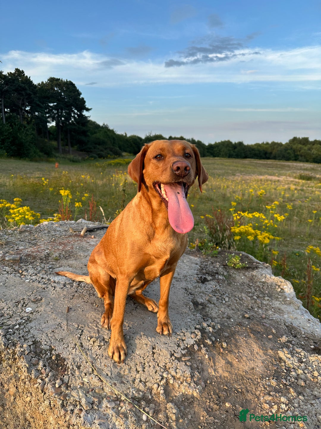 Labrador Retriever dogs for sale: KC Fox Red Labrador Pups FTCH Sire - Health Tested - Advert 9