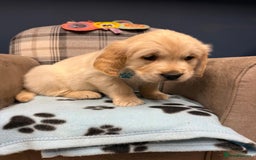 Golden Retriever dogs for sale: 🐶 Gorgeous Chunky Golden Retriever Puppies 🐶 - Advert 27