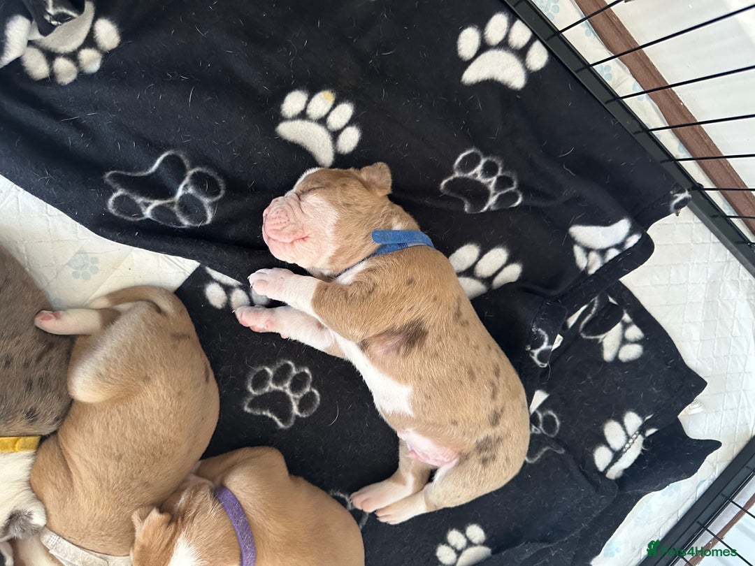 Alapaha Blue Blood Bulldog dogs for sale: IABBR registered Alapaha Blue Blood Bulldogs - Image 25