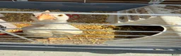 Chickens poultry for sale: Free Chickens  in Portsmouth - Advert 2