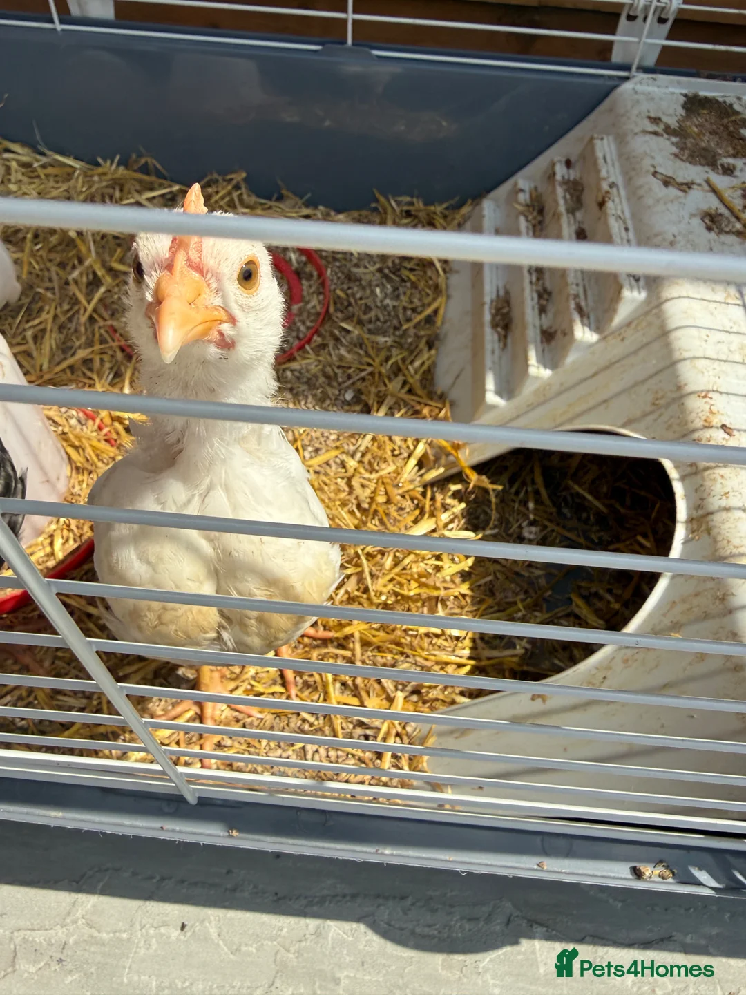 Chickens poultry for sale: Free Chickens  in Portsmouth - Advert 2