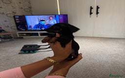 Chiweenie dogs for sale: CHIWEENIES, MICROCHIPPED,VACCINATED,HEALTHCHECKED! - Advert 11